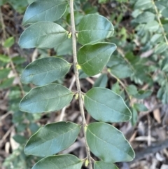 Ligustrum sinense at Queanbeyan East, NSW - 20 Aug 2022 02:04 PM