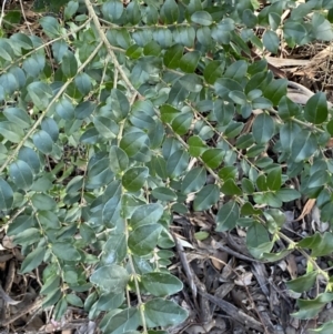 Ligustrum sinense at Queanbeyan East, NSW - 20 Aug 2022 02:04 PM