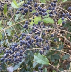 Ligustrum sinense at Queanbeyan East, NSW - 20 Aug 2022 02:04 PM