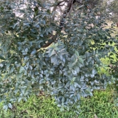 Ligustrum sinense at Queanbeyan East, NSW - 20 Aug 2022 02:04 PM