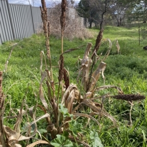 Sorghum bicolor at Queanbeyan East, NSW - 20 Aug 2022