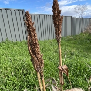 Sorghum bicolor at Queanbeyan East, NSW - 20 Aug 2022