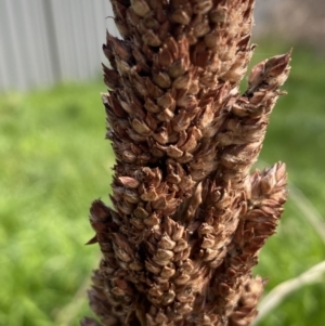 Sorghum bicolor at Queanbeyan East, NSW - 20 Aug 2022