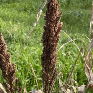 Sorghum bicolor at Queanbeyan East, NSW - 20 Aug 2022