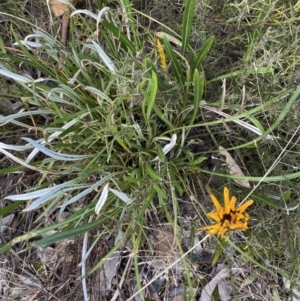 Gazania x splendens at Queanbeyan East, NSW - 20 Aug 2022 01:59 PM