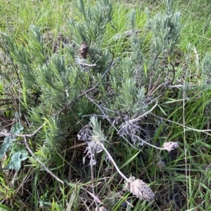 Lavandula stoechas at Queanbeyan East, NSW - 20 Aug 2022 01:58 PM