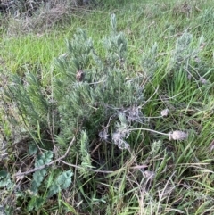 Lavandula stoechas at Queanbeyan East, NSW - 20 Aug 2022