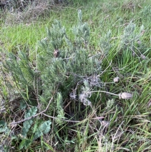 Lavandula stoechas at Queanbeyan East, NSW - 20 Aug 2022 01:58 PM