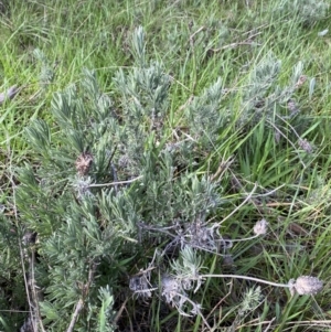 Lavandula stoechas at Queanbeyan East, NSW - 20 Aug 2022