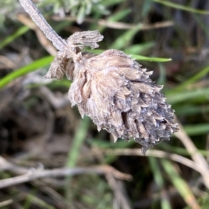 Lavandula stoechas at Queanbeyan East, NSW - 20 Aug 2022