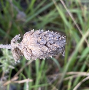 Lavandula stoechas at Queanbeyan East, NSW - 20 Aug 2022 01:58 PM