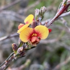 Dillwynia sericea (Egg And Bacon Peas) at Queanbeyan East, NSW - 20 Aug 2022 by Steve_Bok