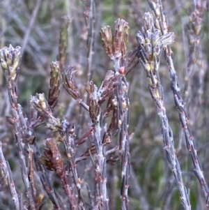 Dillwynia sericea at Queanbeyan East, NSW - 20 Aug 2022