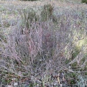 Dillwynia sericea at Queanbeyan East, NSW - 20 Aug 2022 01:57 PM