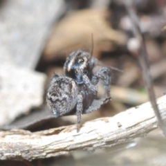 Maratus calcitrans (Kicking peacock spider) at Stromlo, ACT - 19 Aug 2022 by Harrisi