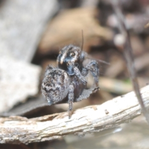 Maratus calcitrans at Stromlo, ACT - 19 Aug 2022