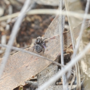 Maratus calcitrans at Stromlo, ACT - 19 Aug 2022