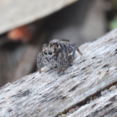 Maratus calcitrans at Stromlo, ACT - 19 Aug 2022