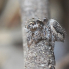 Maratus calcitrans at Stromlo, ACT - 19 Aug 2022