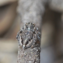 Maratus calcitrans at Stromlo, ACT - 19 Aug 2022