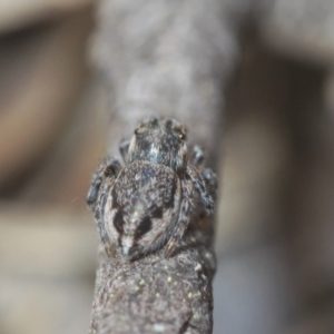 Maratus calcitrans at Stromlo, ACT - 19 Aug 2022