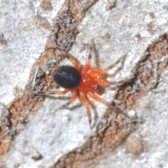 Nicodamidae (family) (Red and Black Spider) at Stromlo, ACT - 19 Aug 2022 by Harrisi