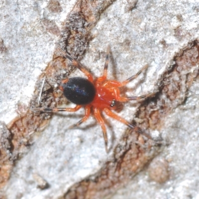 Nicodamidae (family) (Red and Black Spider) at Stromlo, ACT - 19 Aug 2022 by Harrisi