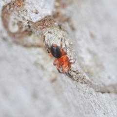 Nicodamidae (family) at Stromlo, ACT - 19 Aug 2022