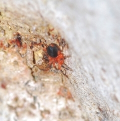 Nicodamidae (family) at Stromlo, ACT - 19 Aug 2022