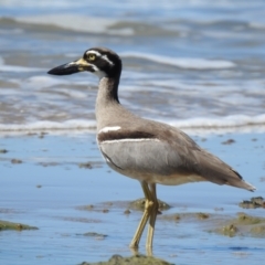 Esacus magnirostris (Beach Stone-curlew) at Oak Beach, QLD - 6 Aug 2022 by GlossyGal