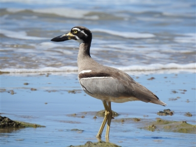 Esacus magnirostris (Beach Stone-curlew) at Oak Beach, QLD - 6 Aug 2022 by GlossyGal