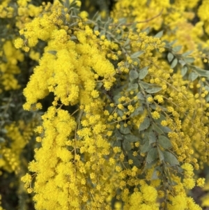 Acacia vestita at Jerrabomberra, NSW - 21 Aug 2022