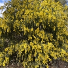 Acacia vestita at Jerrabomberra, NSW - suppressed