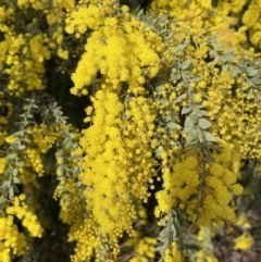 Acacia vestita at Jerrabomberra, NSW - 21 Aug 2022