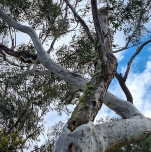 Eucalyptus mannifera at QPRC LGA - 21 Aug 2022