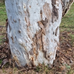 Eucalyptus mannifera at QPRC LGA - 21 Aug 2022