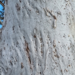 Eucalyptus mannifera at QPRC LGA - 21 Aug 2022