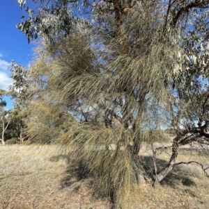 Allocasuarina verticillata at Jerrabomberra, NSW - suppressed