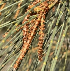 Allocasuarina verticillata at Jerrabomberra, NSW - suppressed