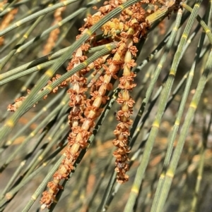 Allocasuarina verticillata at Jerrabomberra, NSW - suppressed