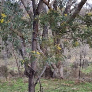 Acacia dealbata subsp. dealbata at Bungendore, NSW - 21 Aug 2022 10:15 AM