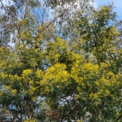 Acacia dealbata subsp. dealbata at Bungendore, NSW - 21 Aug 2022 10:15 AM