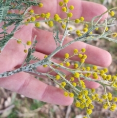 Acacia dealbata subsp. dealbata at Bungendore, NSW - 21 Aug 2022 10:15 AM