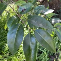 Ligustrum lucidum (Large-leaved Privet) at Jerrabomberra, NSW - 21 Aug 2022 by Mavis