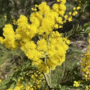 Acacia decurrens at Jerrabomberra, NSW - 21 Aug 2022