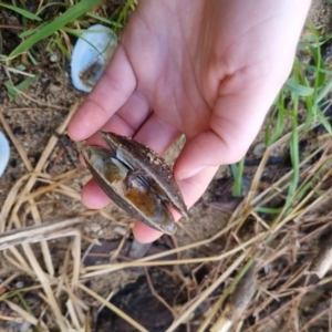 Hyriidae sp. (family) at Bungendore, NSW - 21 Aug 2022