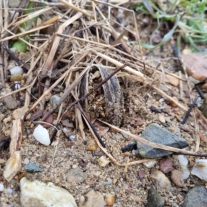 Hyriidae sp. (family) at Bungendore, NSW - 21 Aug 2022 09:37 AM