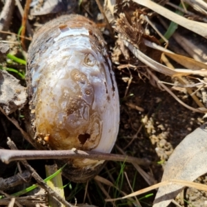 Hyriidae sp. (family) at Bungendore, NSW - 21 Aug 2022