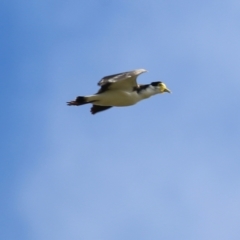 Vanellus miles (Masked Lapwing) at Wodonga, VIC - 21 Aug 2022 by KylieWaldon