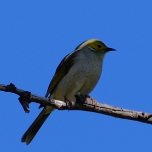 Ptilotula penicillata at Holt, ACT - 21 Aug 2022